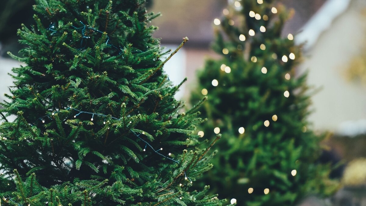 How did trees become part of our Catholic Christmas traditions?